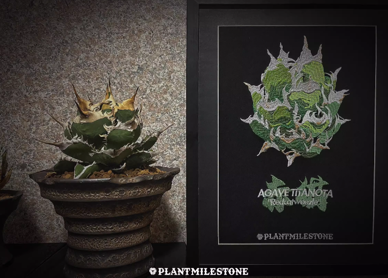 PlantMilestone 龍舌蘭刺繡畫(紅貓)