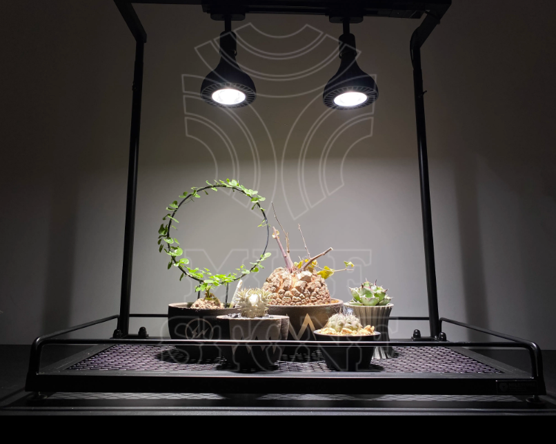 PlantMilestone大植物架-無水盤款