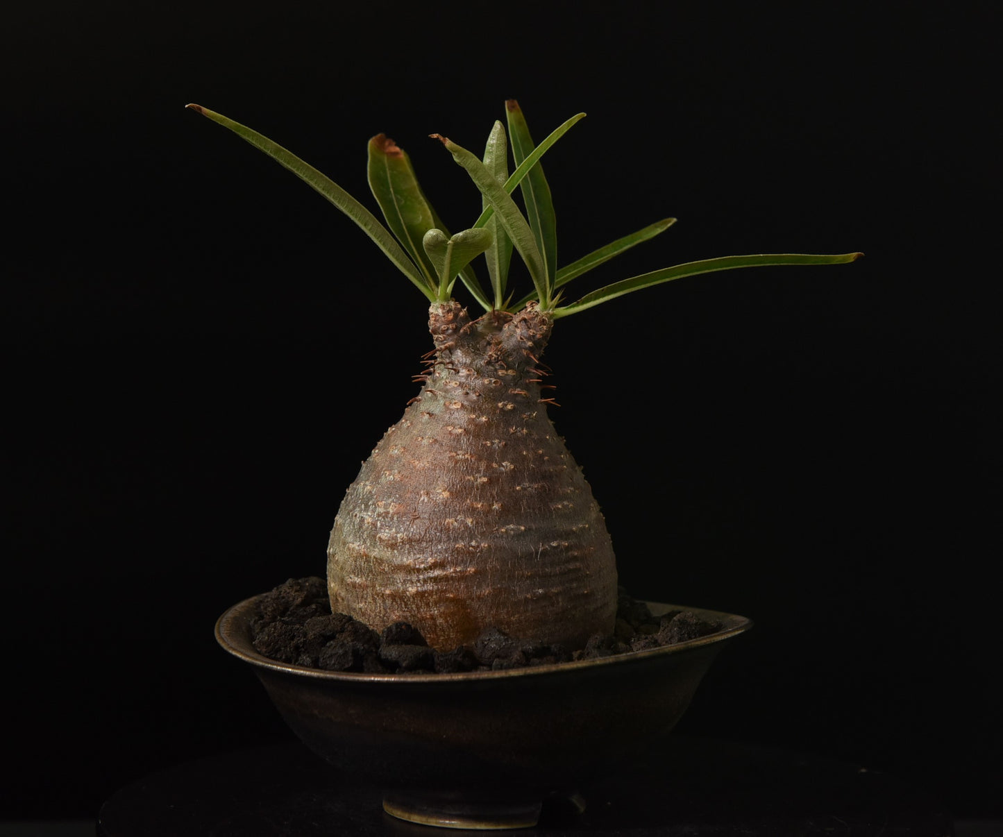 原產象牙宮Pachypodium gracilius