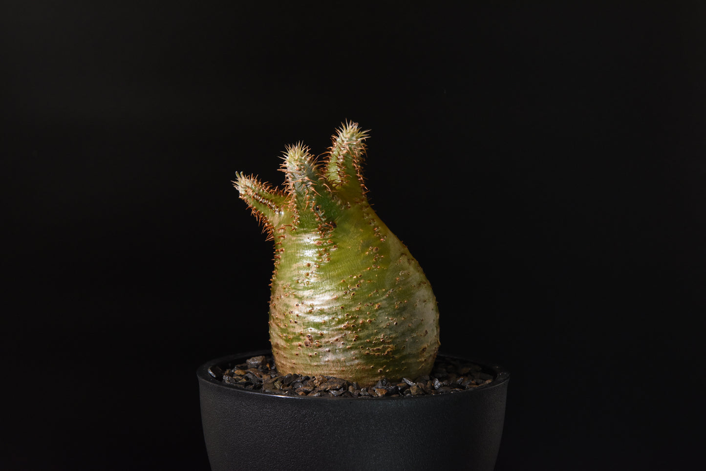 原產象牙宮Pachypodium gracilius