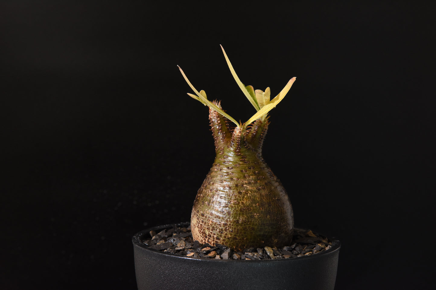 原產象牙宮Pachypodium gracilius