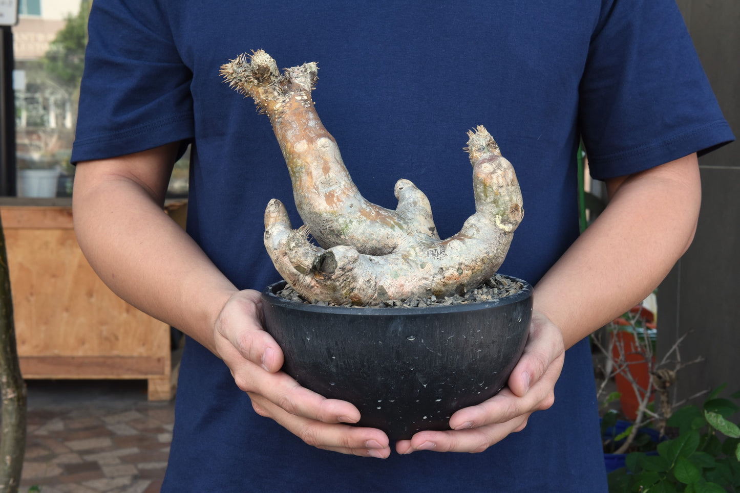 原產伊羅棒槌Pachypodium inopinatum