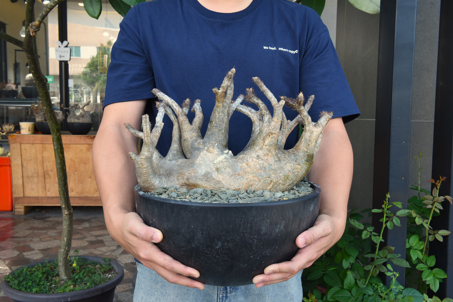 原產多頭大象牙宮Pachypodium gracilius