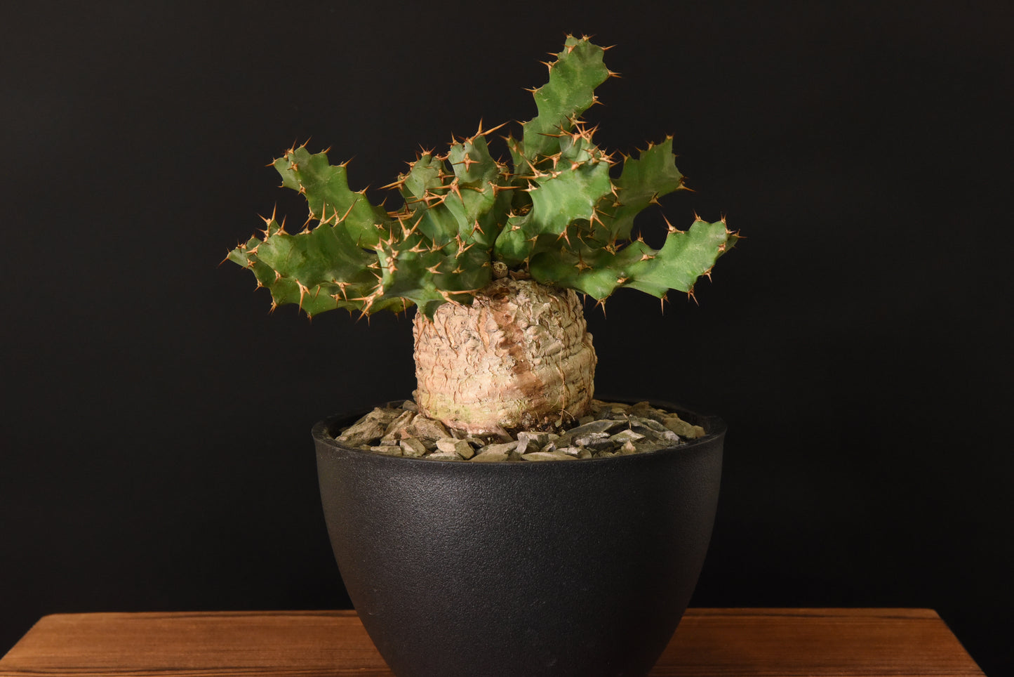 原產棒麒麟Euphorbia cylindrica