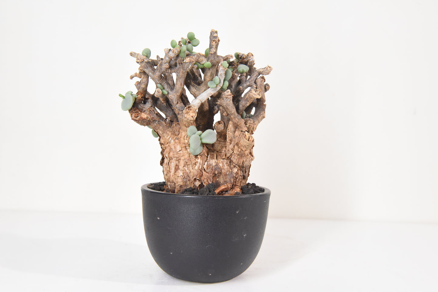 原產延壽城Ceraria pygmaea #1