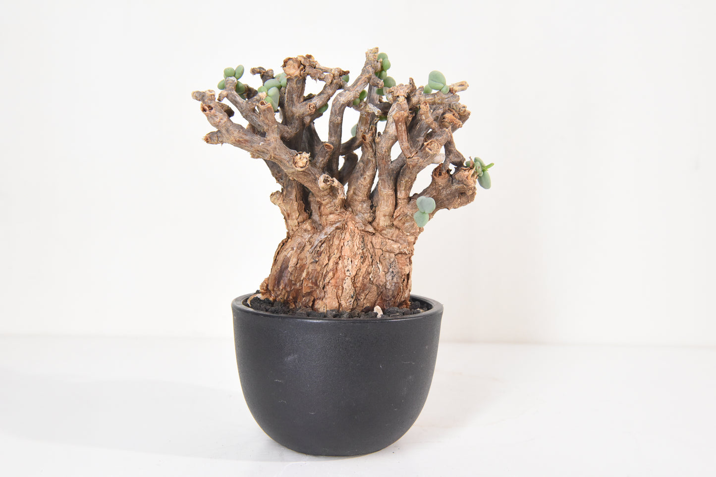 原產延壽城Ceraria pygmaea #1