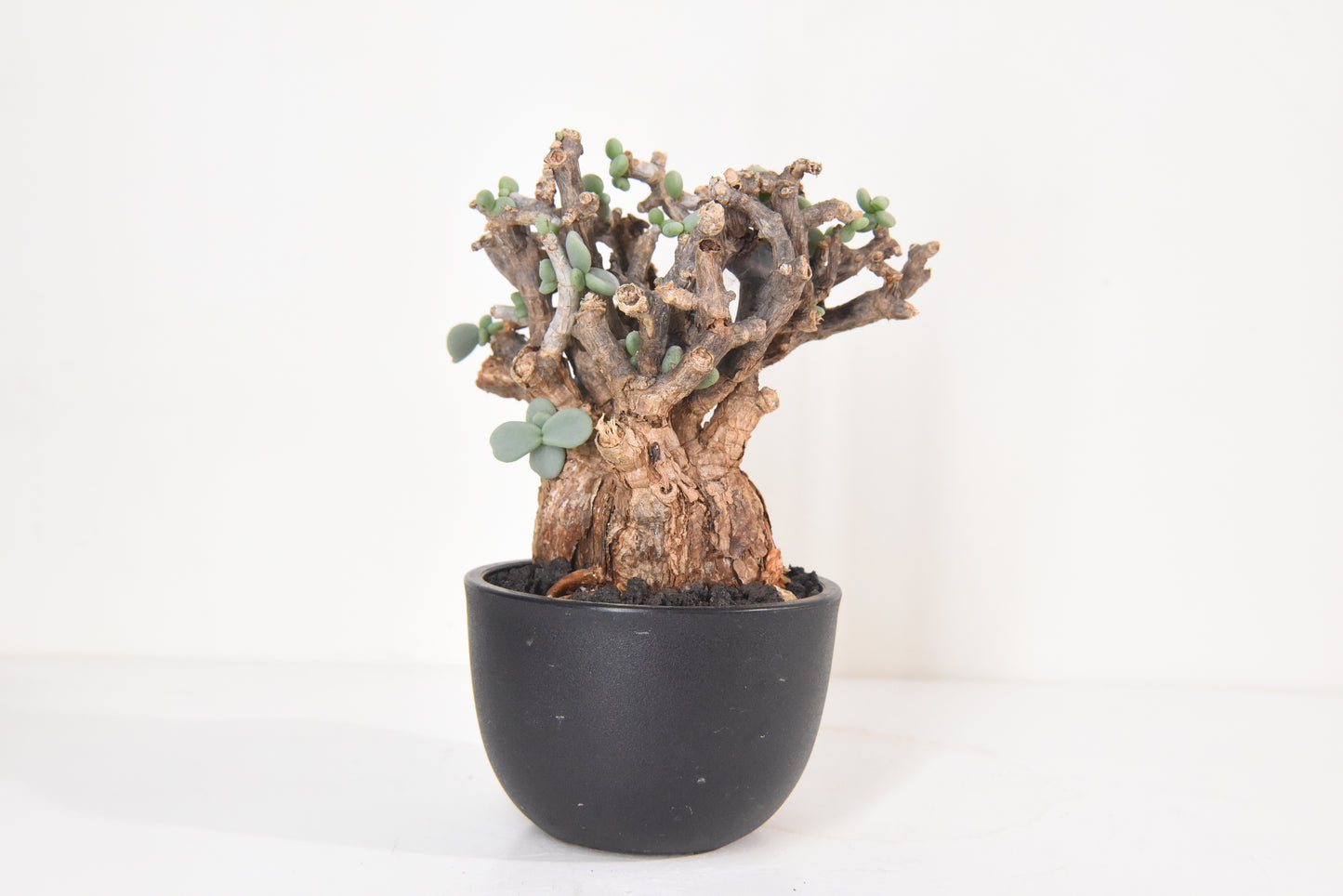 原產延壽城Ceraria pygmaea #1