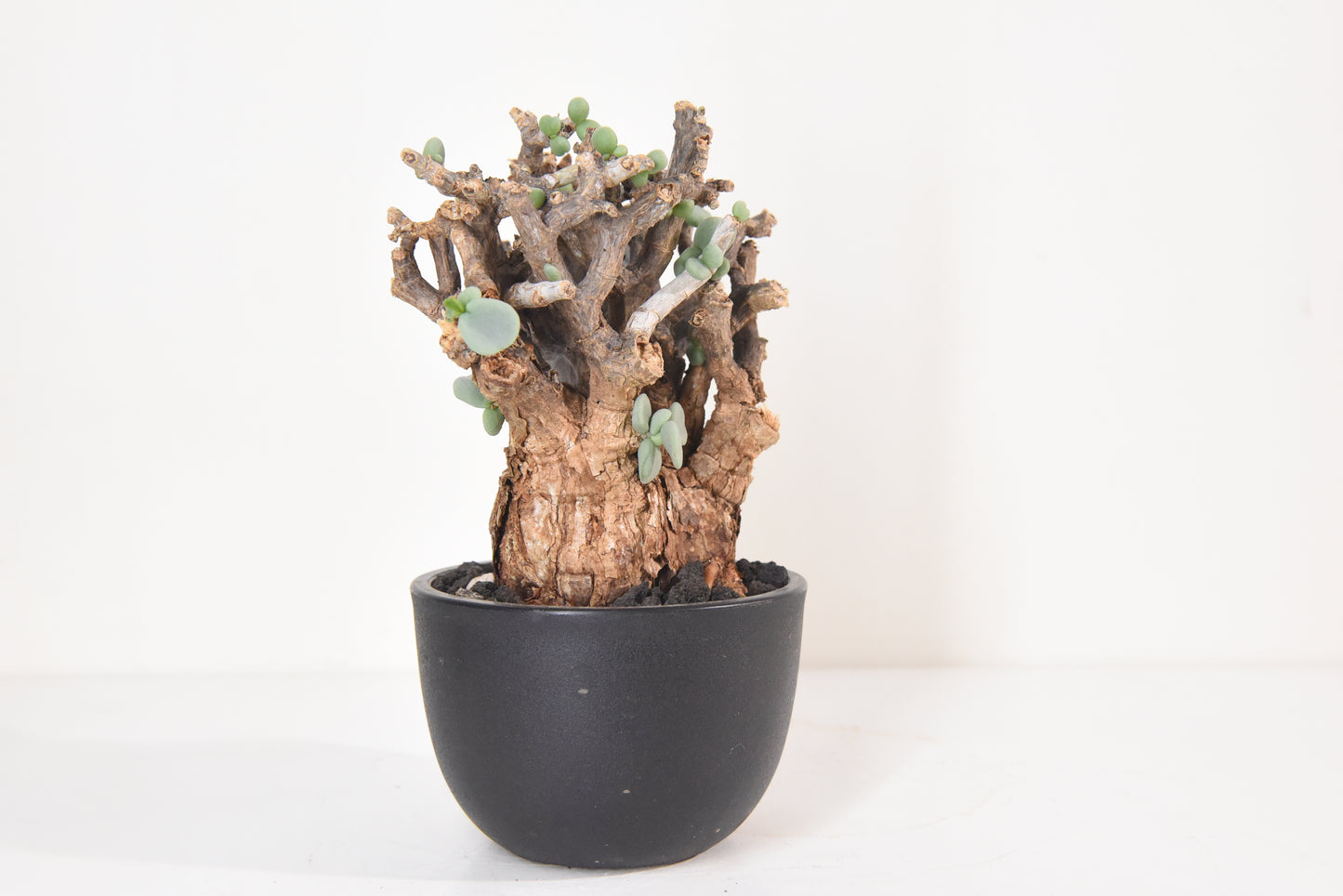 原產延壽城Ceraria pygmaea #1