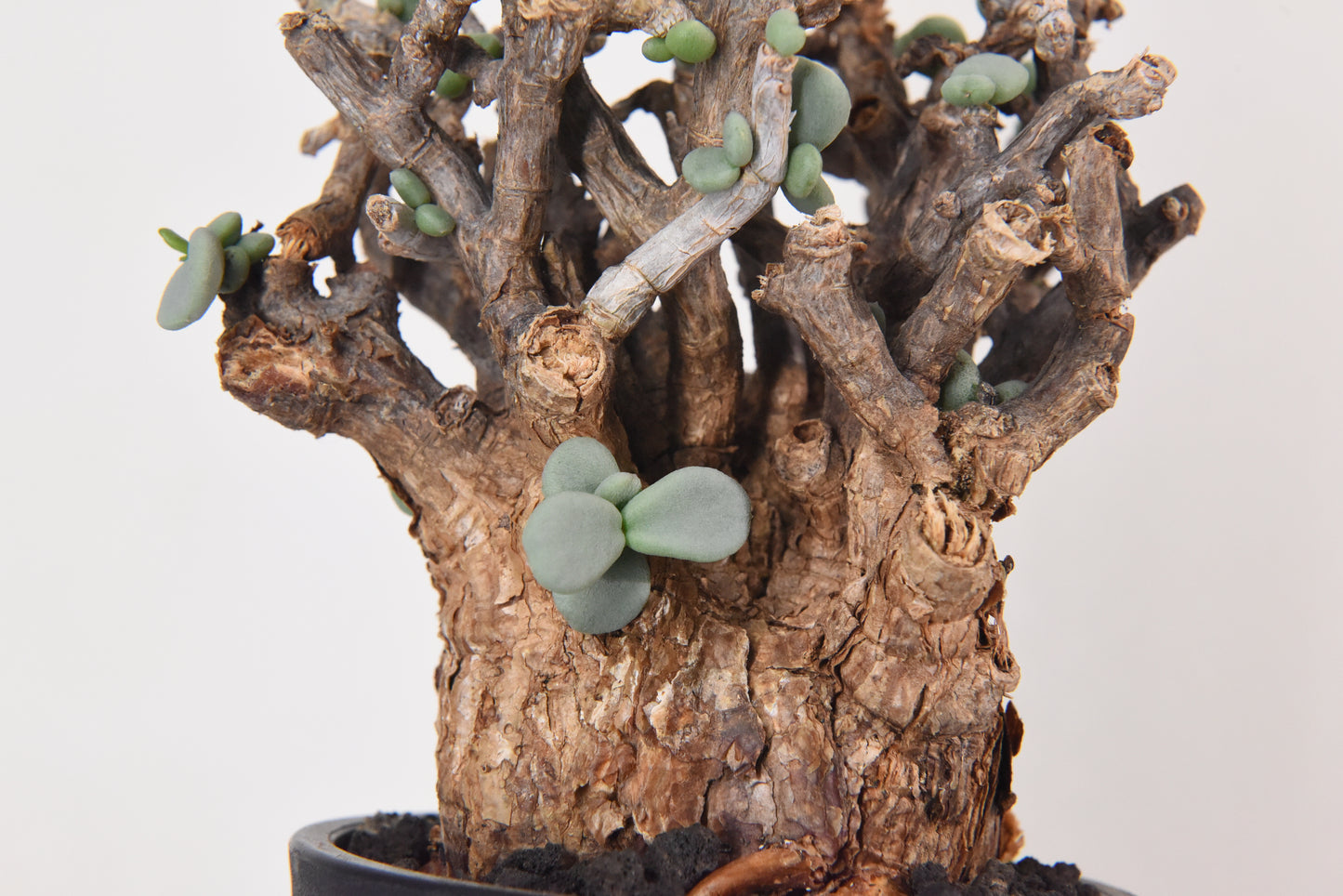 原產延壽城Ceraria pygmaea #1