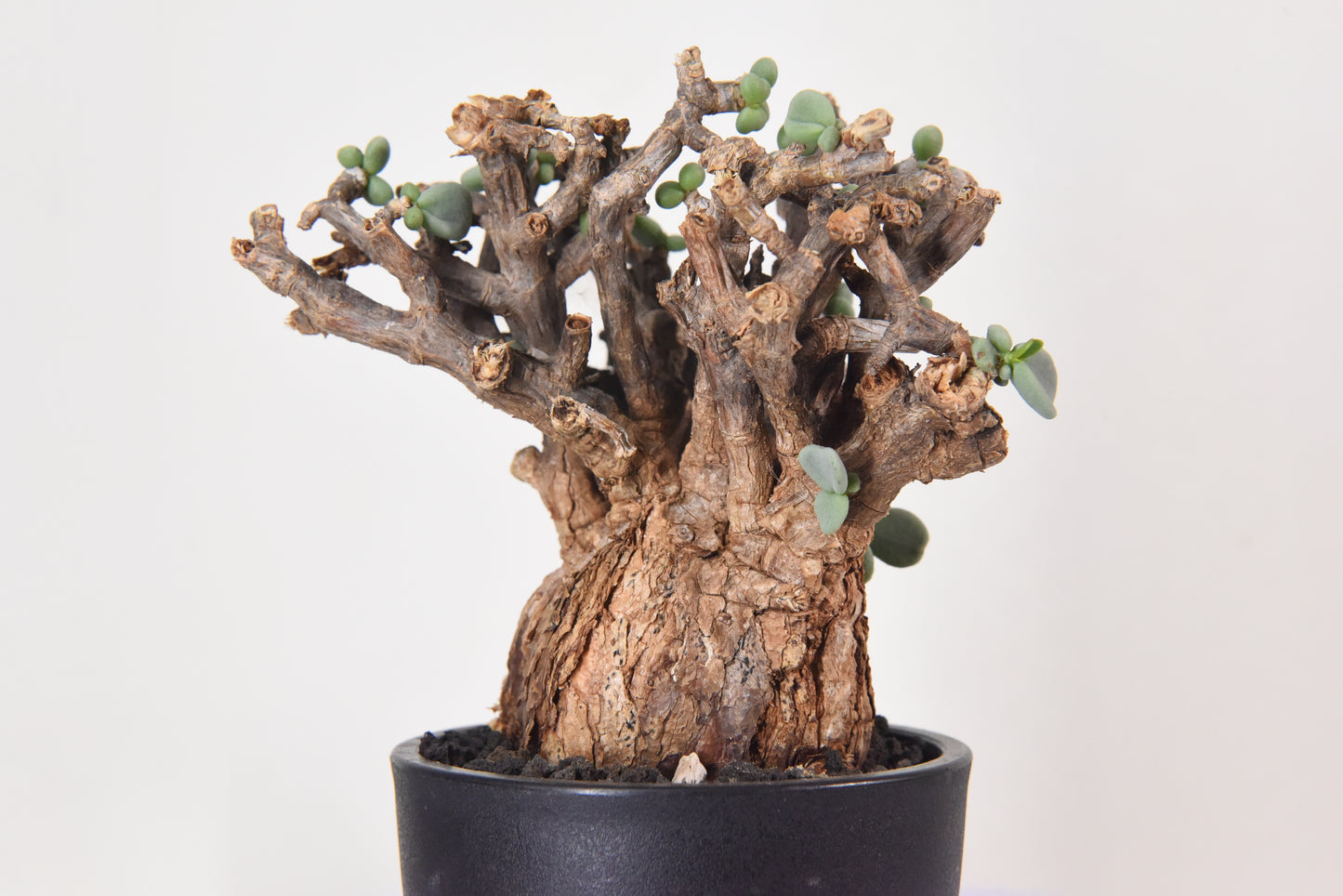 原產延壽城Ceraria pygmaea #1