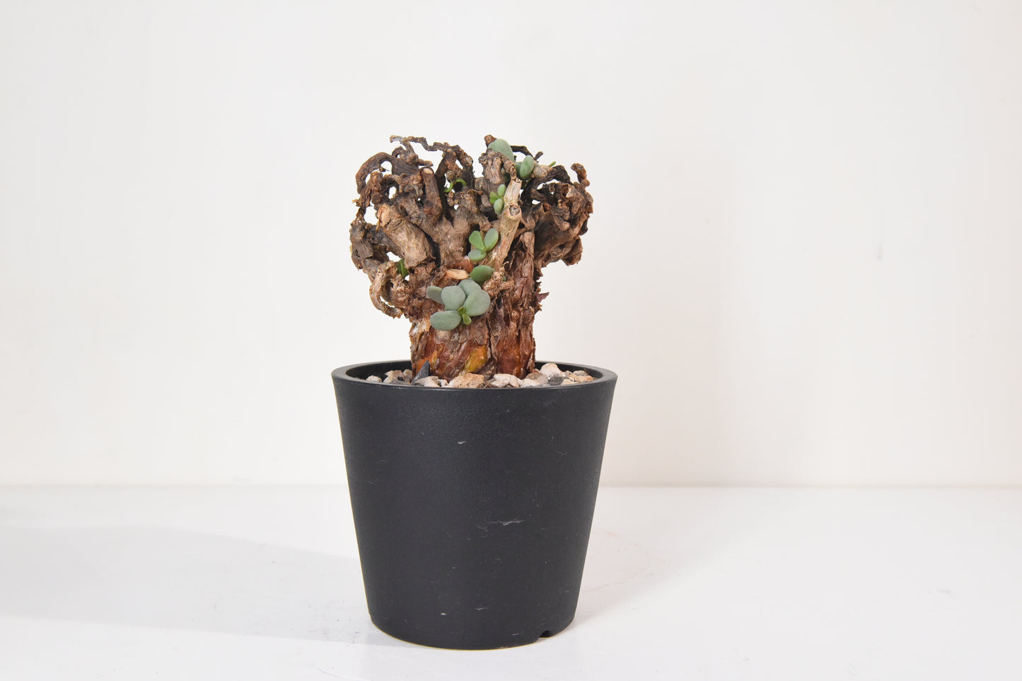 原產延壽城Ceraria pygmaea #2