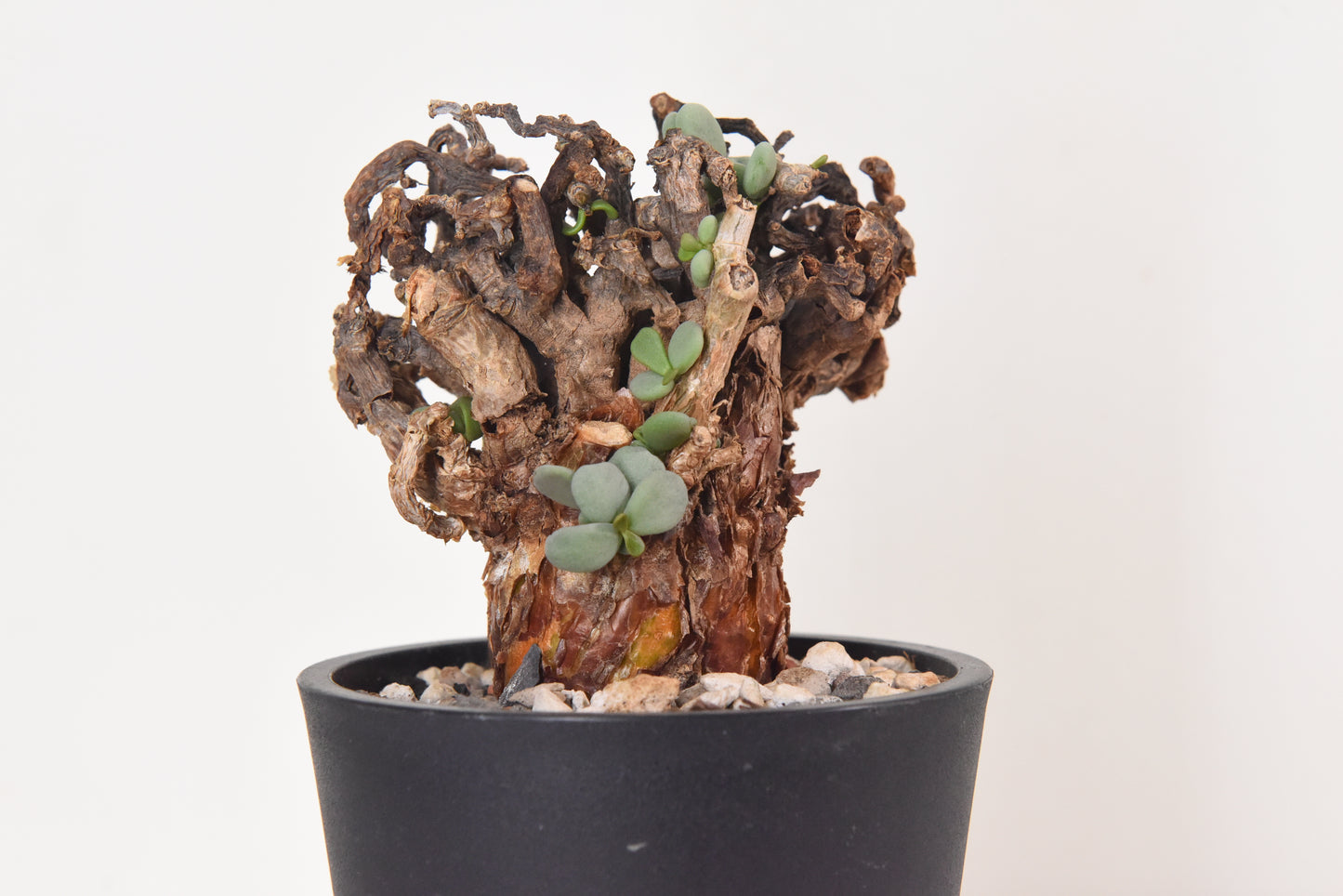 原產延壽城Ceraria pygmaea #2