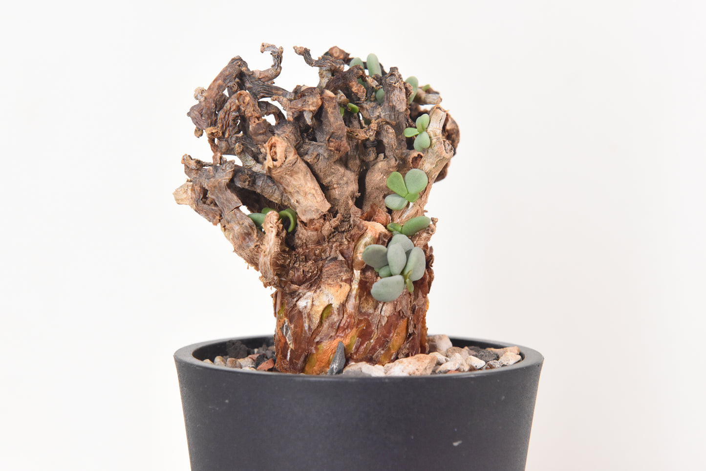 原產延壽城Ceraria pygmaea #2