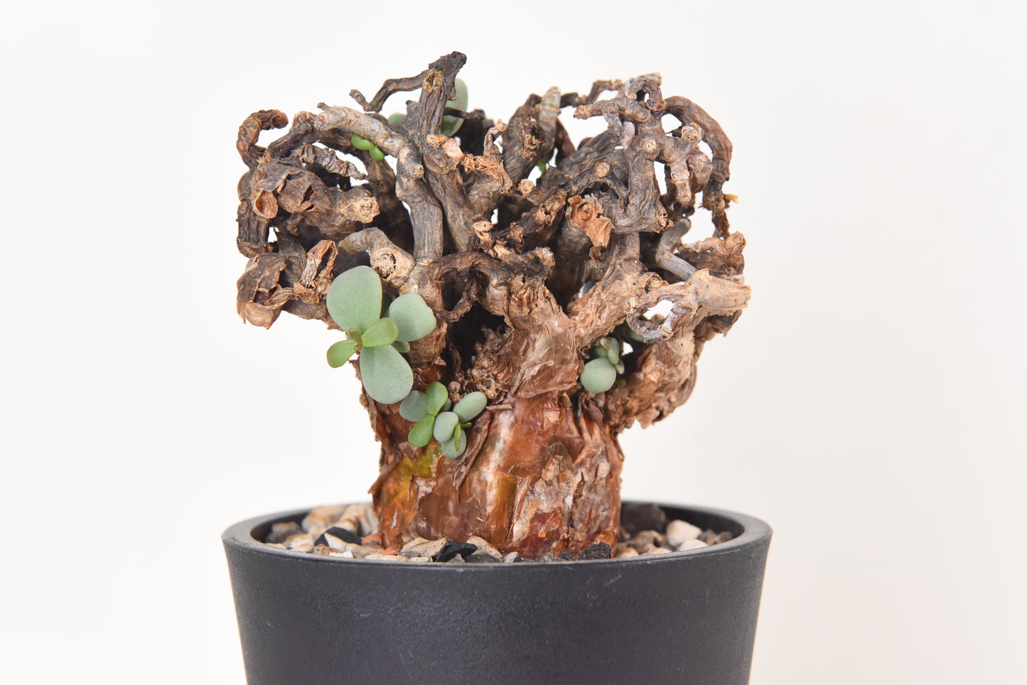 原產延壽城Ceraria pygmaea #2