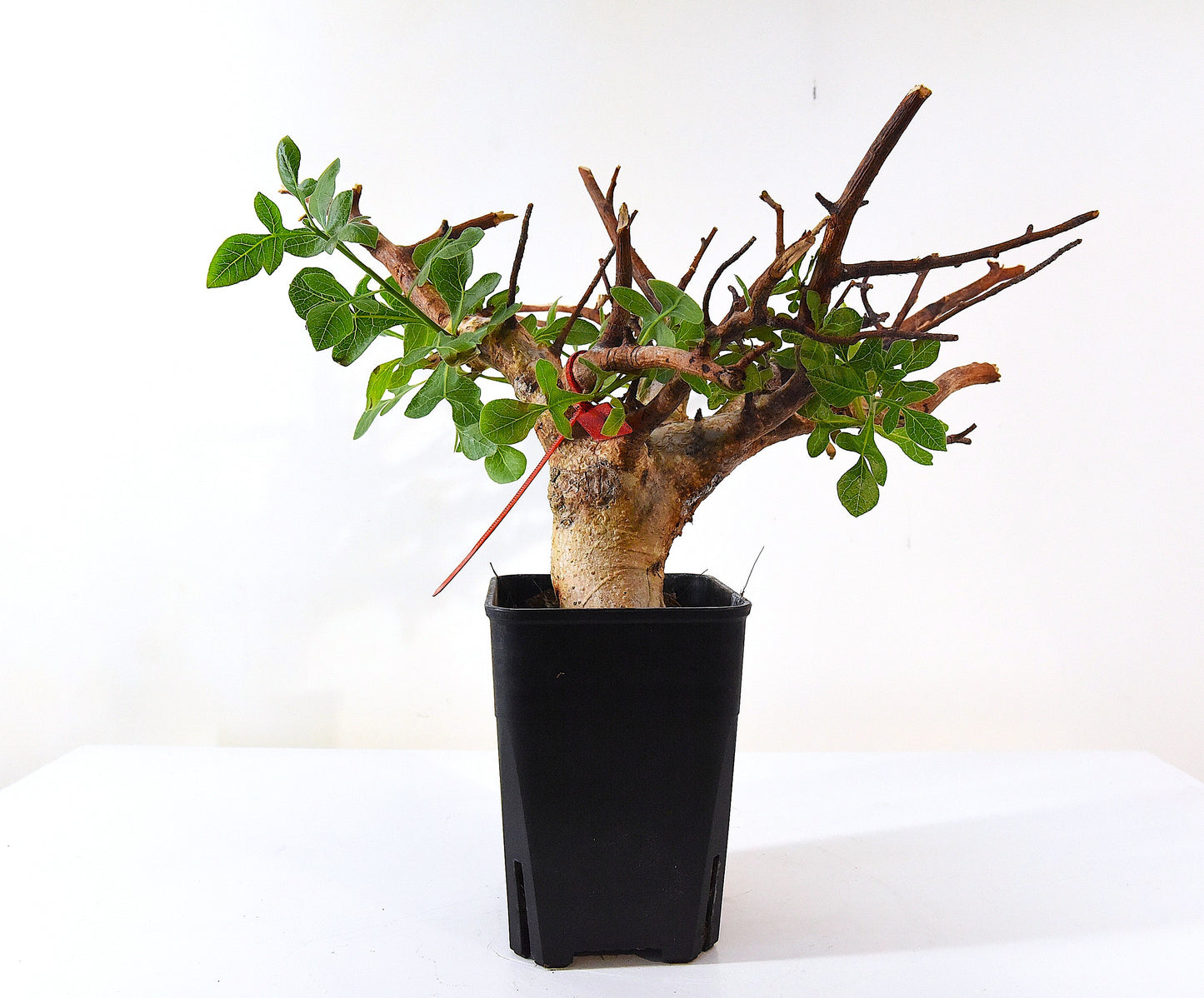 原產威迪橄欖/威迪沒藥 Commiphora wildii #4