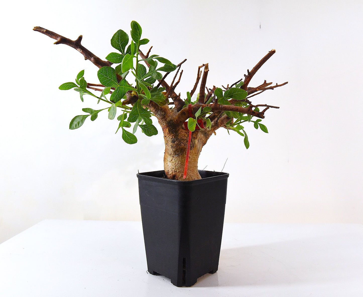 原產威迪橄欖/威迪沒藥 Commiphora wildii #4