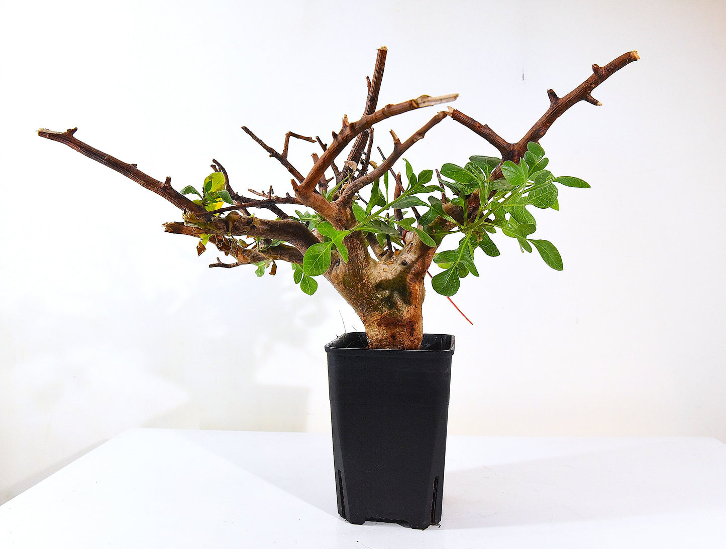原產威迪橄欖/威迪沒藥 Commiphora wildii #4