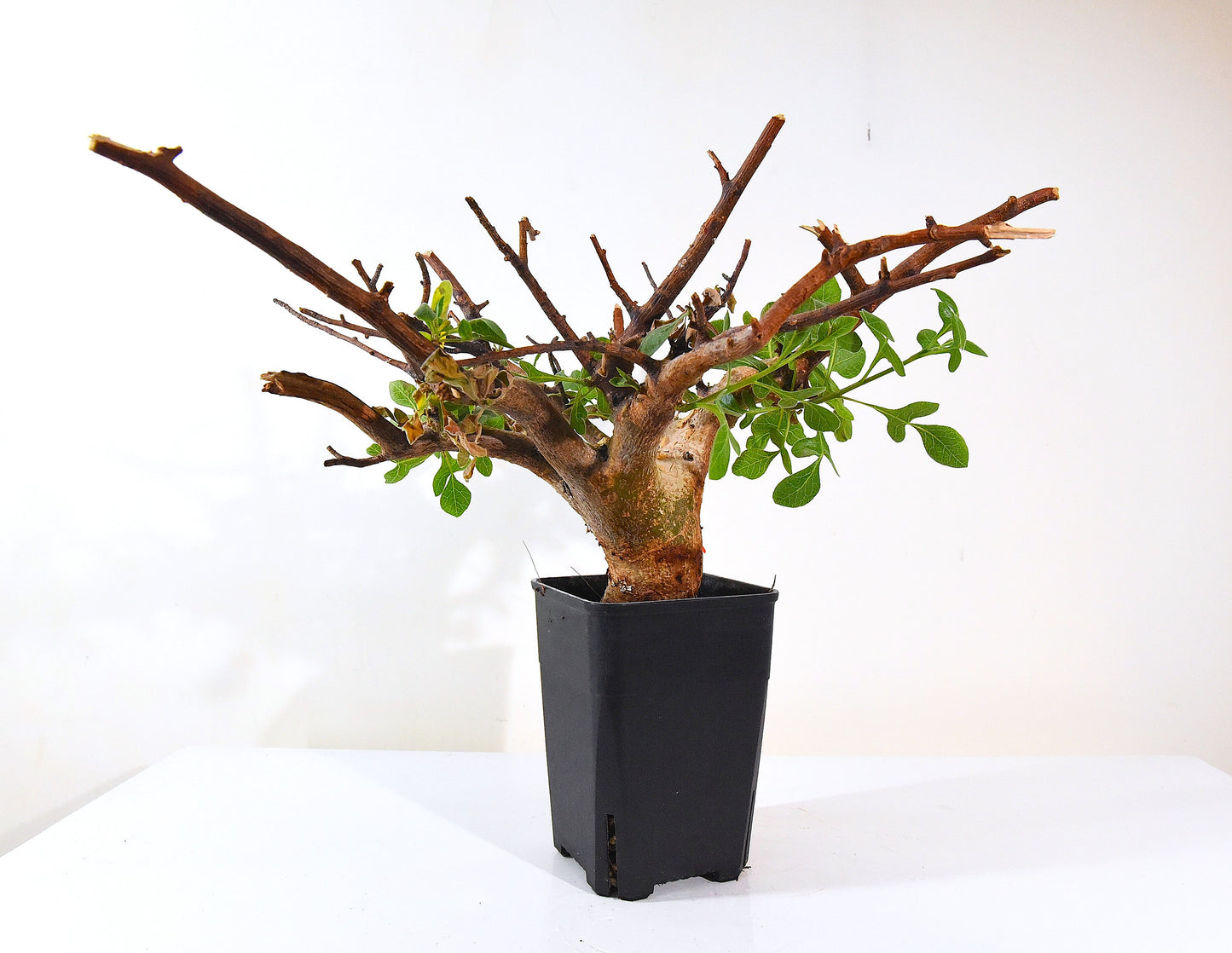 原產威迪橄欖/威迪沒藥 Commiphora wildii #4