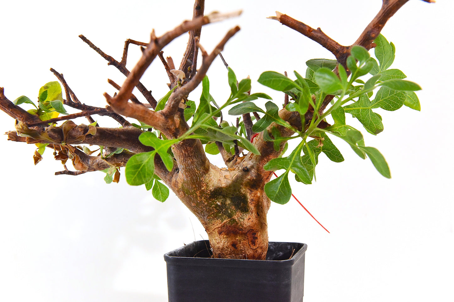 原產威迪橄欖/威迪沒藥 Commiphora wildii #4