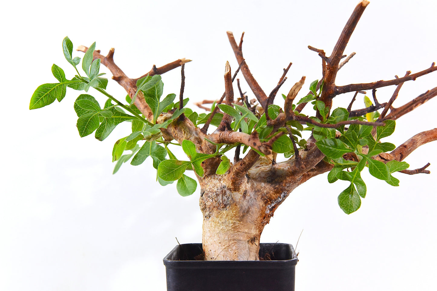 原產威迪橄欖/威迪沒藥 Commiphora wildii #4