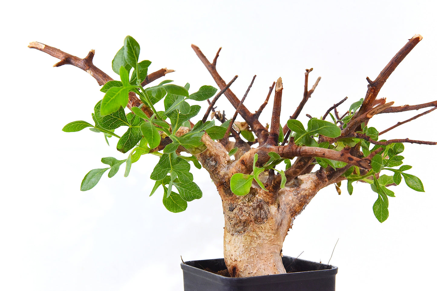 原產威迪橄欖/威迪沒藥 Commiphora wildii #4