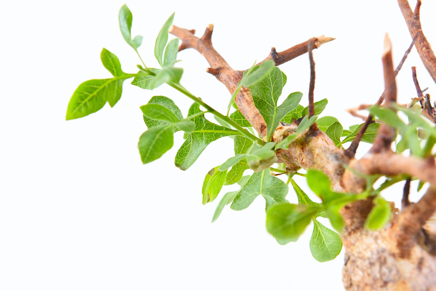原產威迪橄欖/威迪沒藥 Commiphora wildii #4
