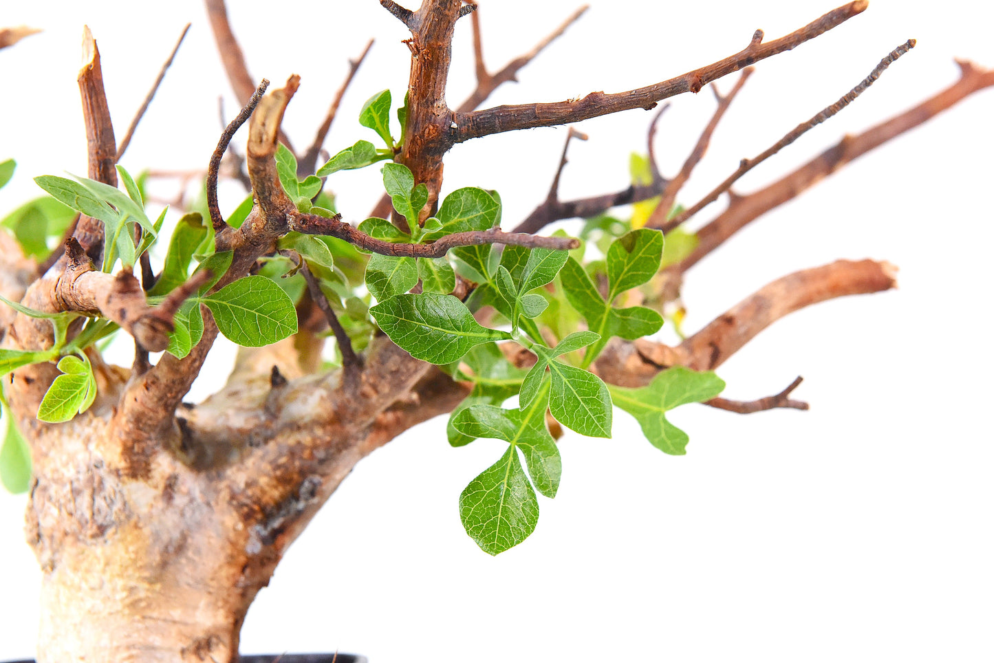 原產威迪橄欖/威迪沒藥 Commiphora wildii #4