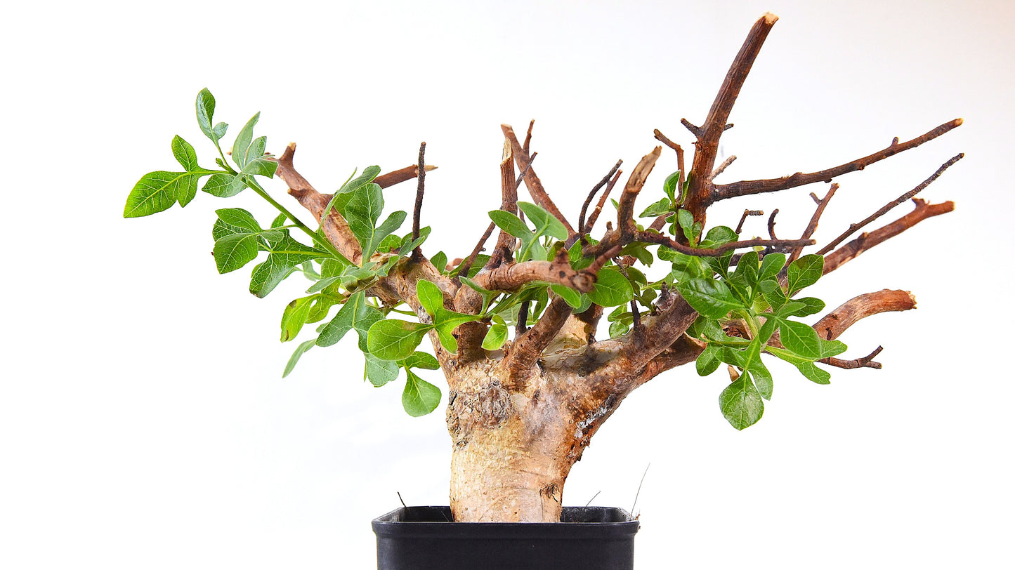 原產威迪橄欖/威迪沒藥 Commiphora wildii #4