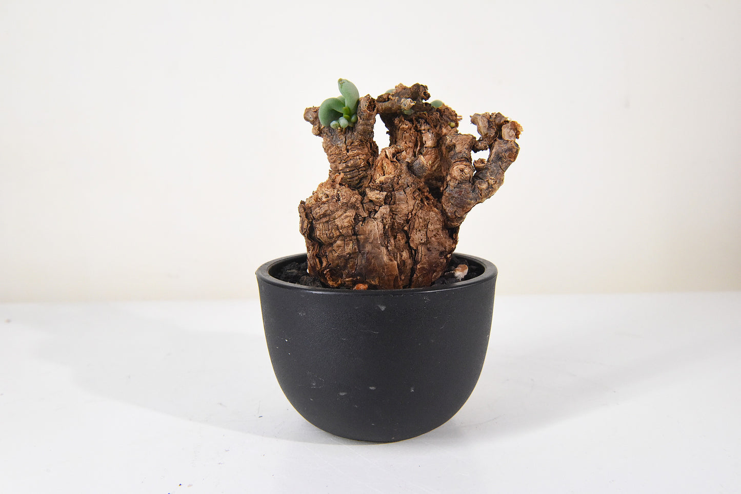 原產延壽城Ceraria pygmaea #3
