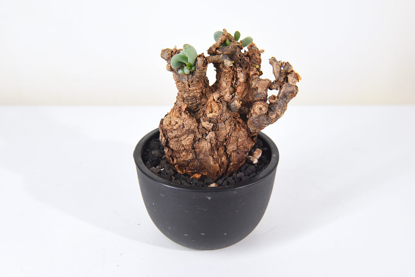 原產延壽城Ceraria pygmaea #3