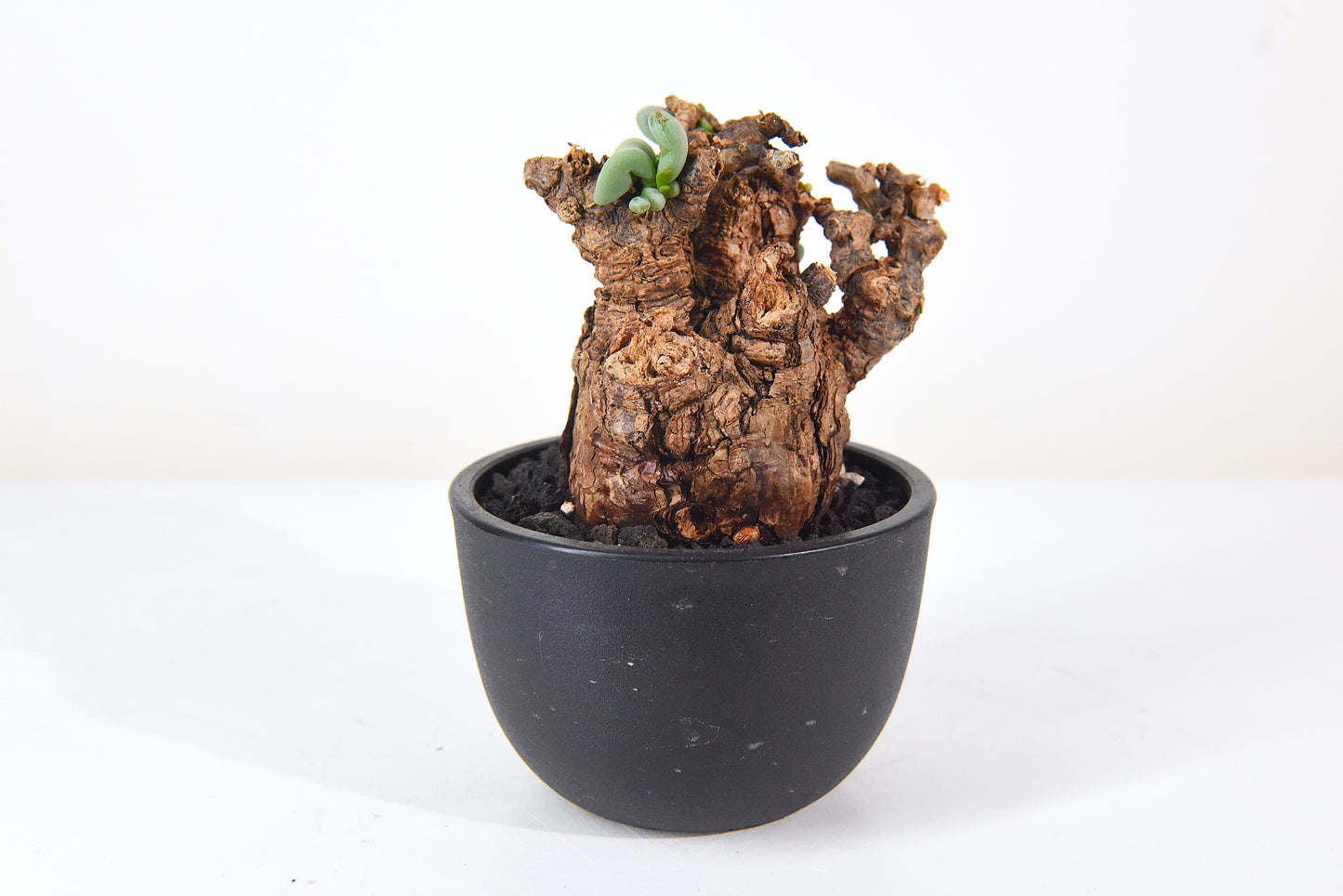 原產延壽城Ceraria pygmaea #3