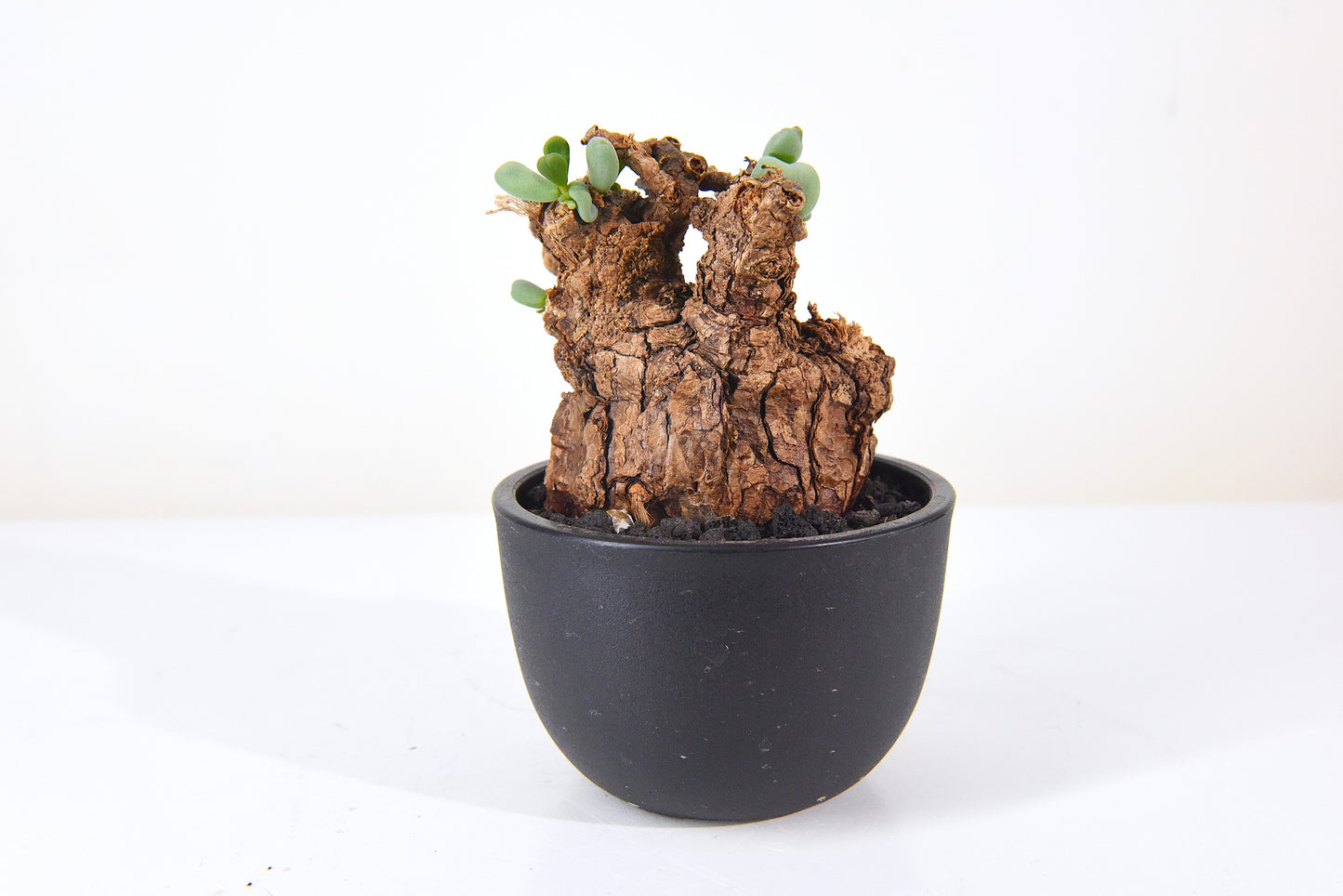 原產延壽城Ceraria pygmaea #3