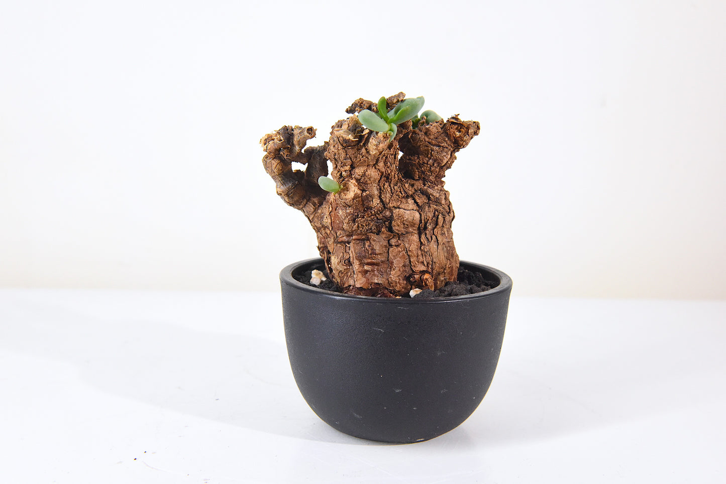 原產延壽城Ceraria pygmaea #3