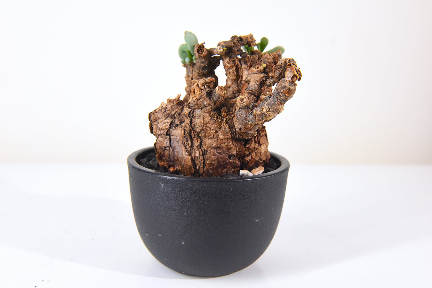 原產延壽城Ceraria pygmaea #3