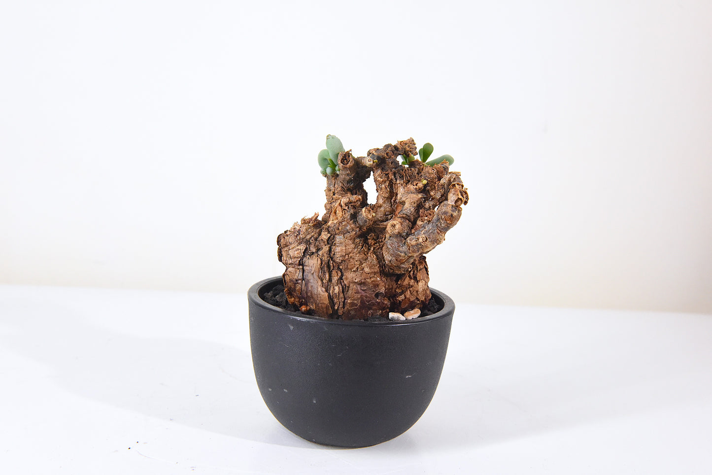 原產延壽城Ceraria pygmaea #3