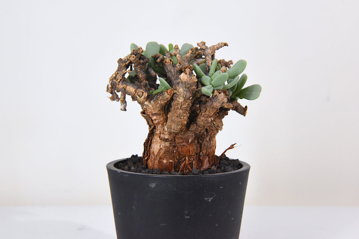 原產延壽城Ceraria pygmaea #4