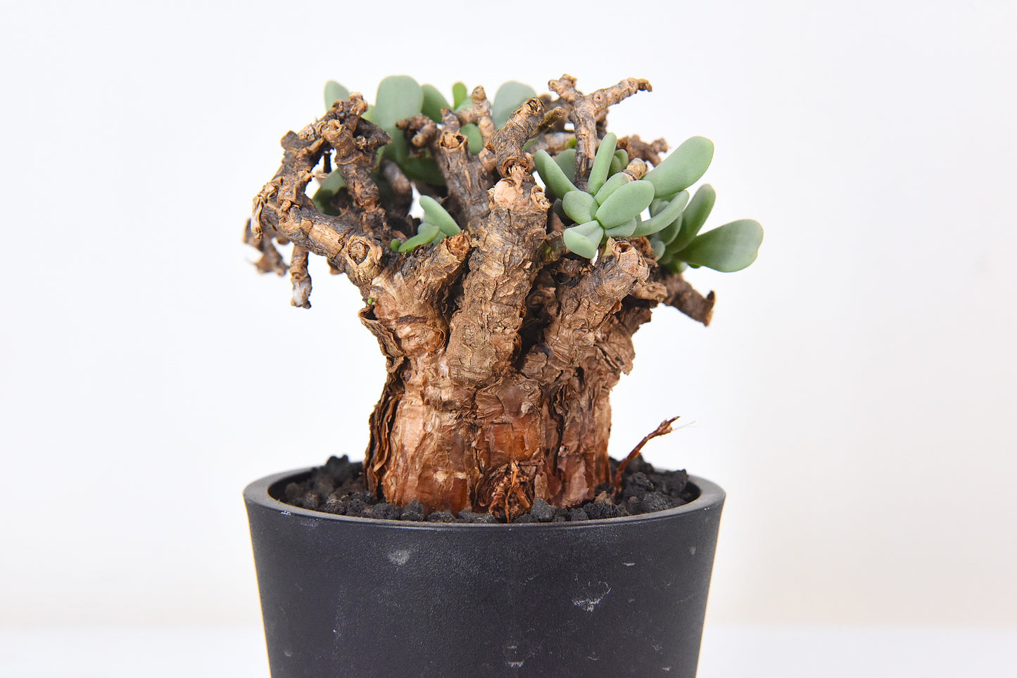 原產延壽城Ceraria pygmaea #4