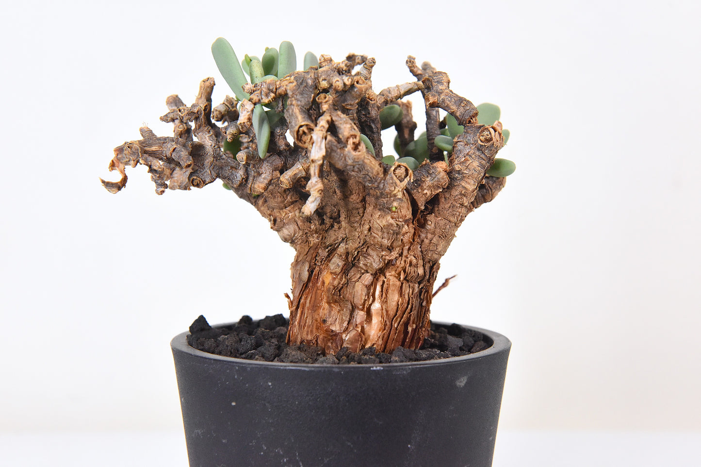 原產延壽城Ceraria pygmaea #4