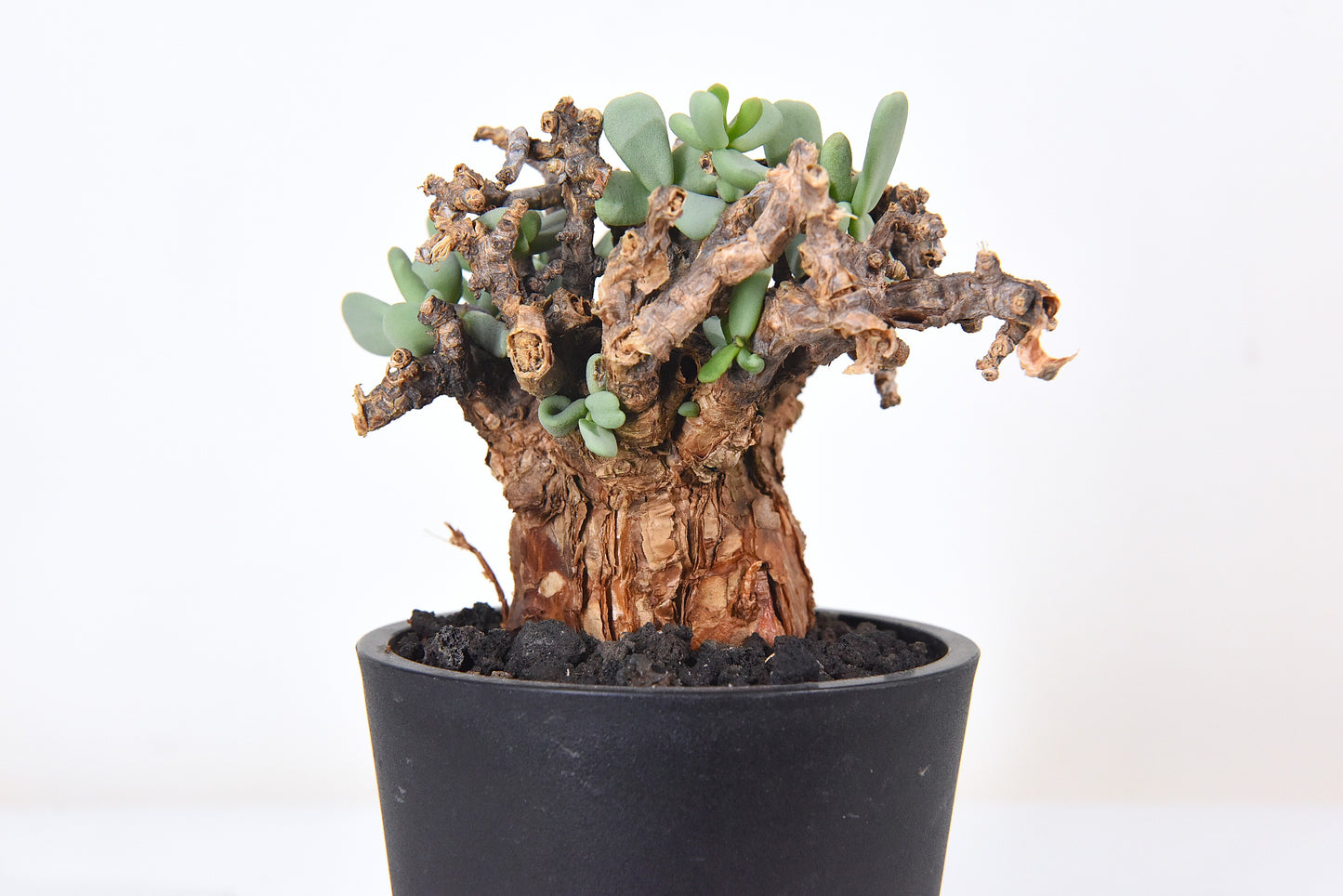 原產延壽城Ceraria pygmaea #4