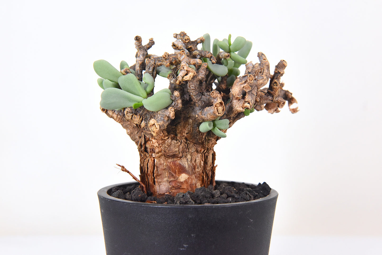 原產延壽城Ceraria pygmaea #4