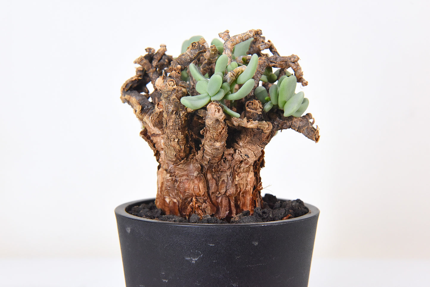 原產延壽城Ceraria pygmaea #4