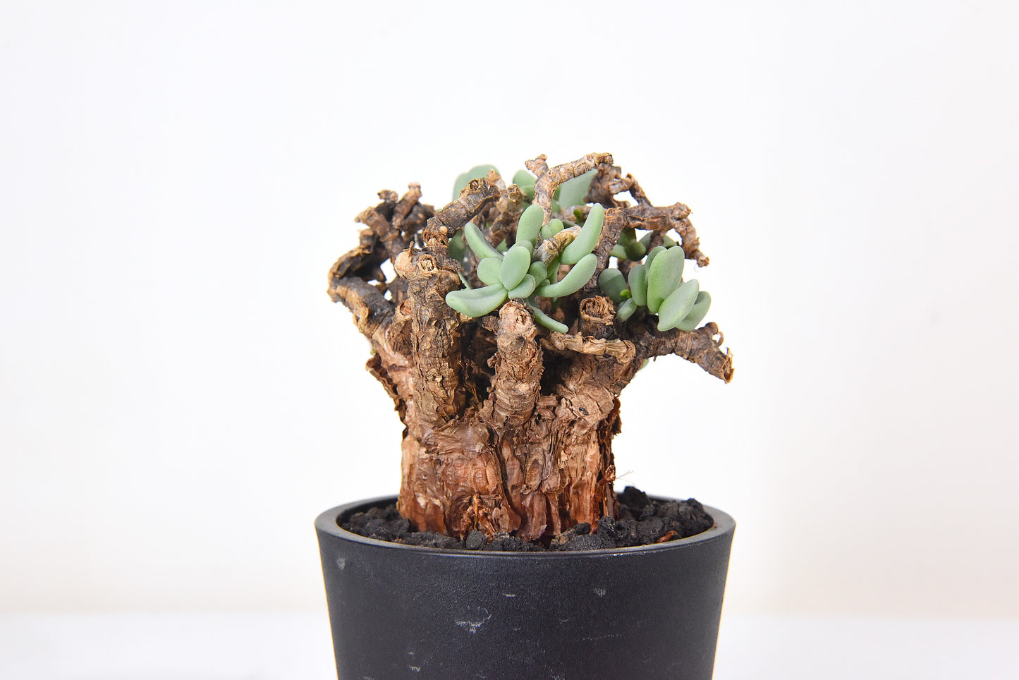 原產延壽城Ceraria pygmaea #4