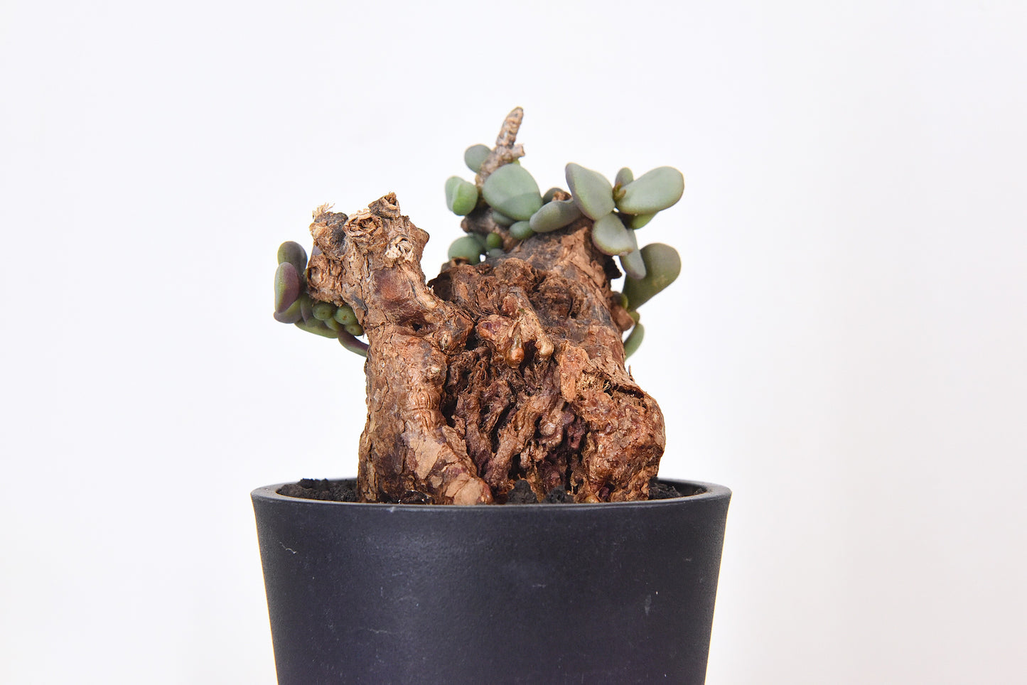 原產延壽城Ceraria pygmaea #5