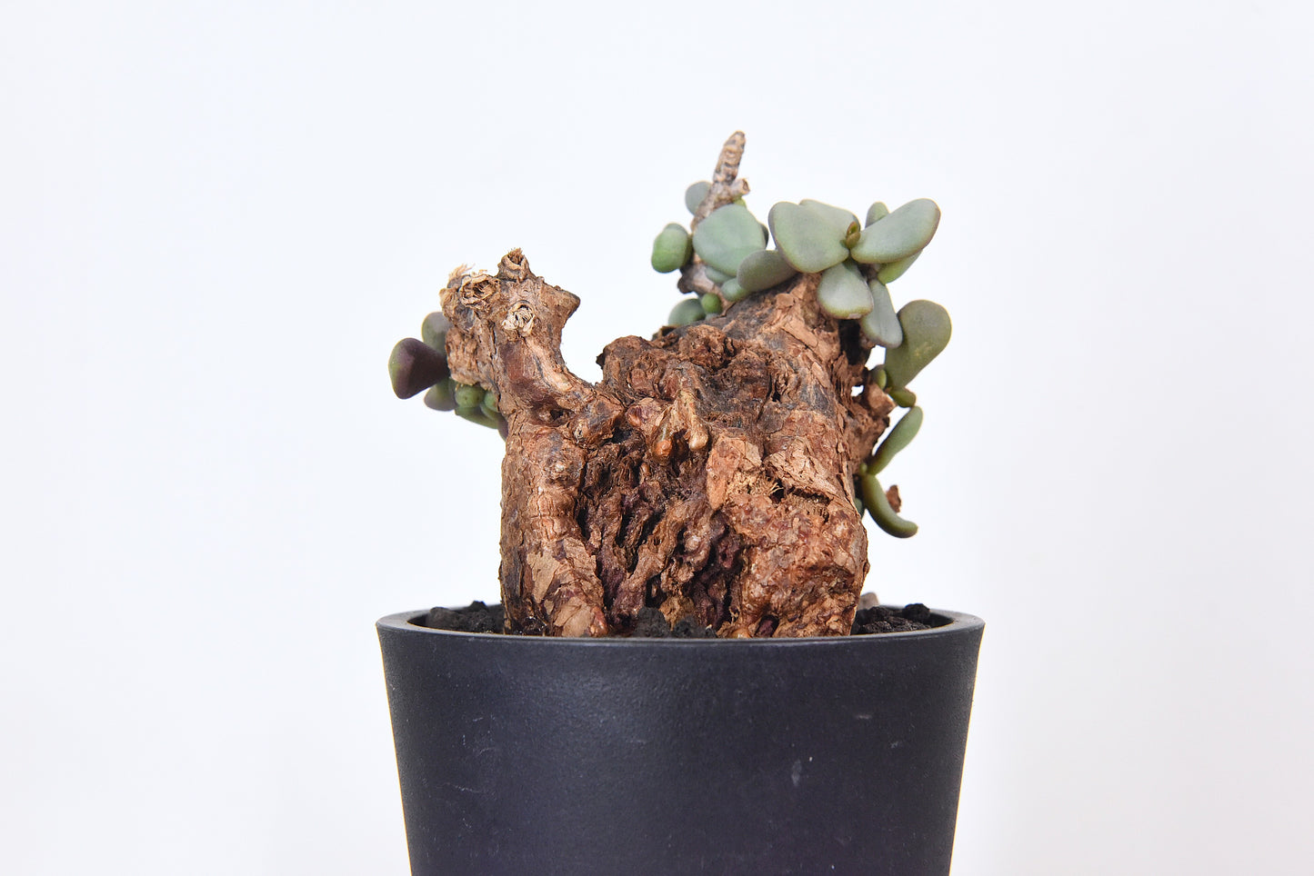 原產延壽城Ceraria pygmaea #5