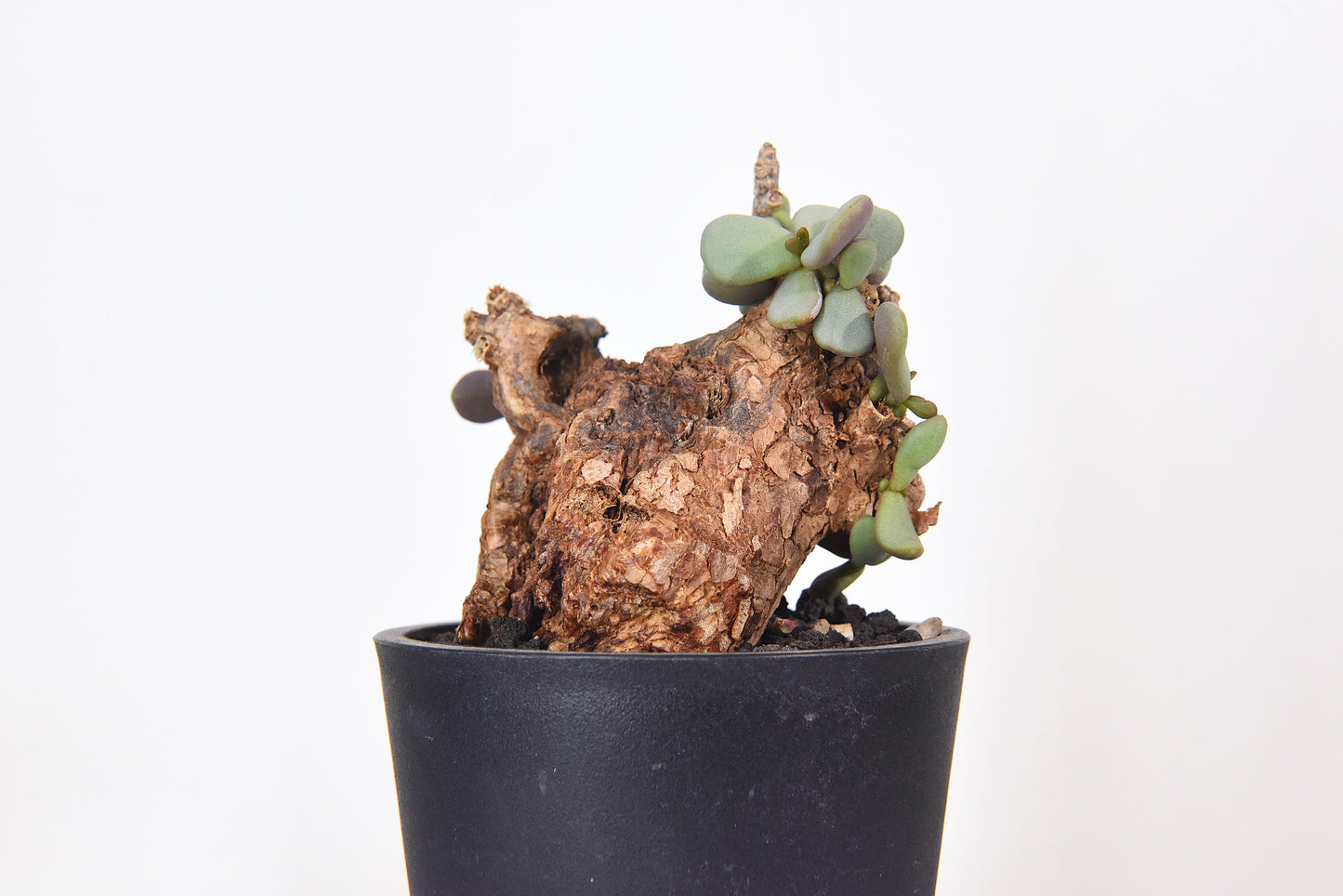 原產延壽城Ceraria pygmaea #5