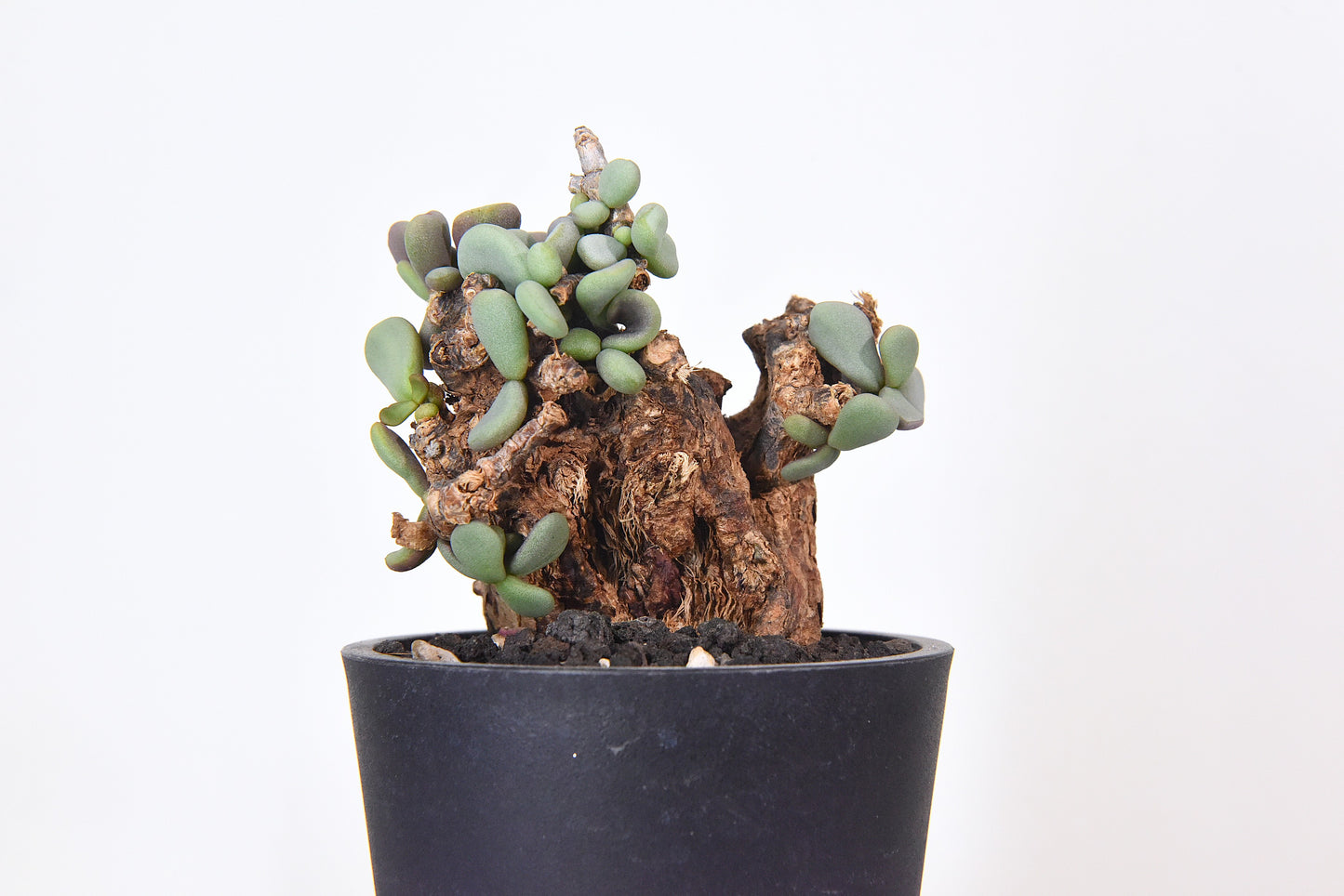 原產延壽城Ceraria pygmaea #5