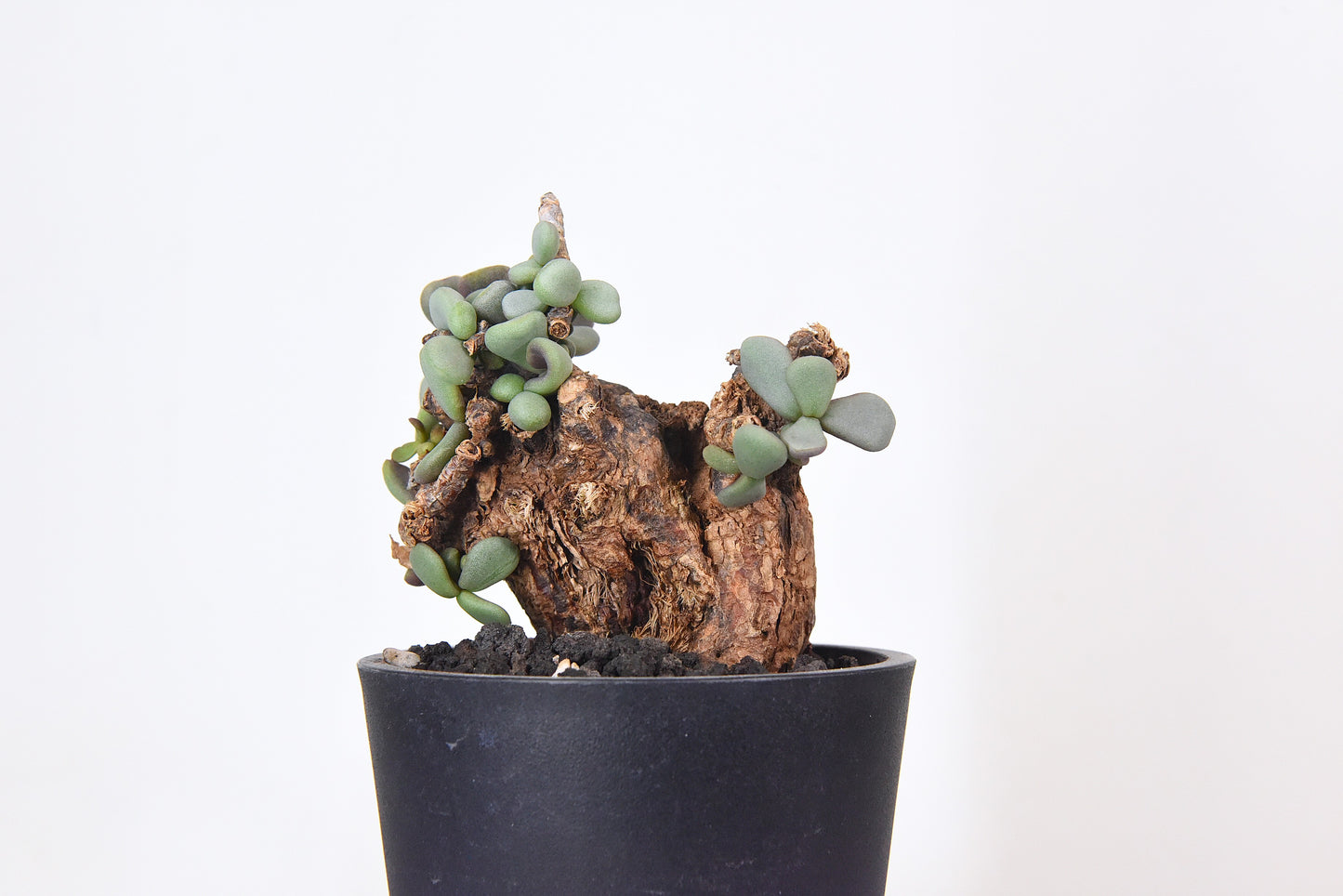 原產延壽城Ceraria pygmaea #5