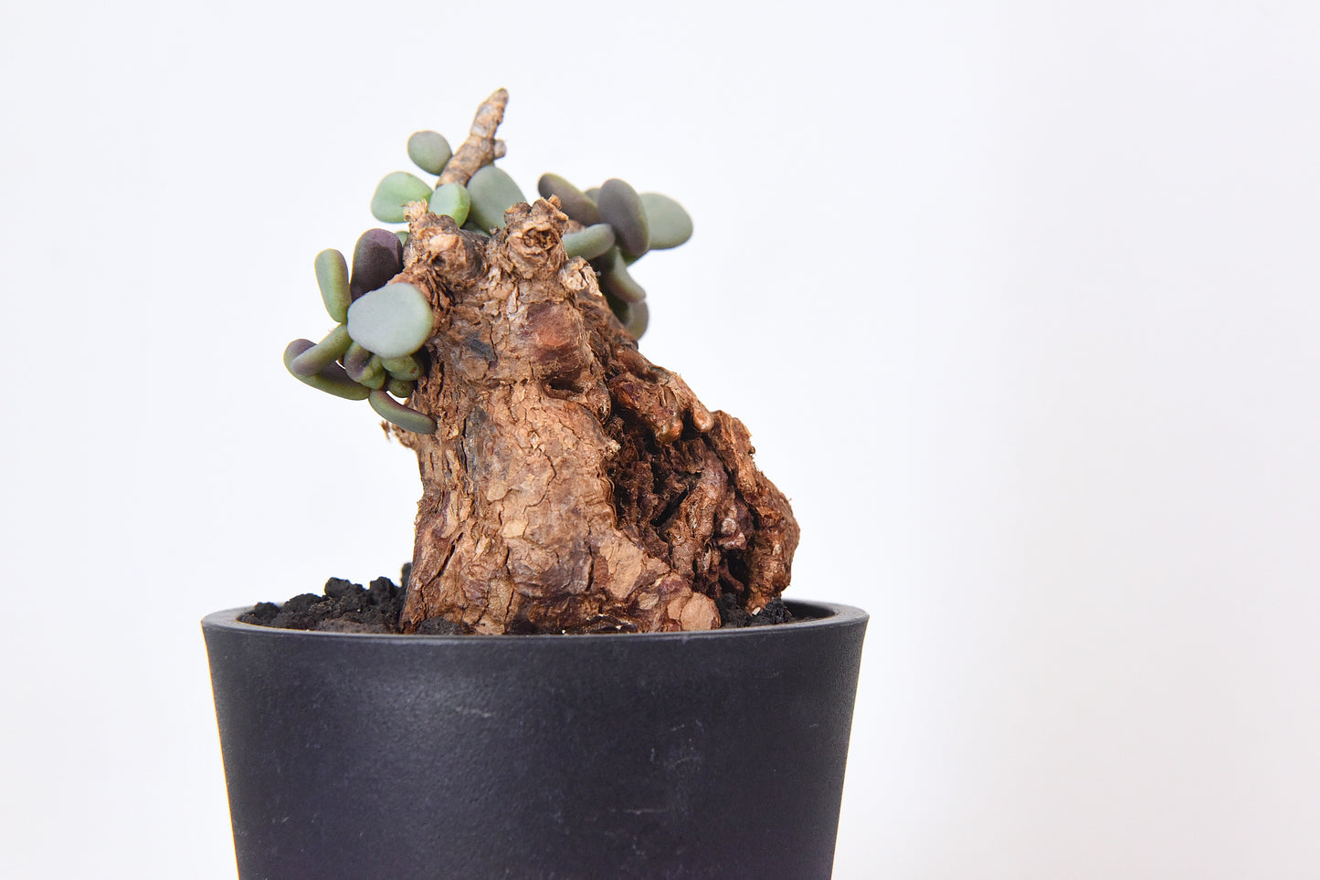 原產延壽城Ceraria pygmaea #5