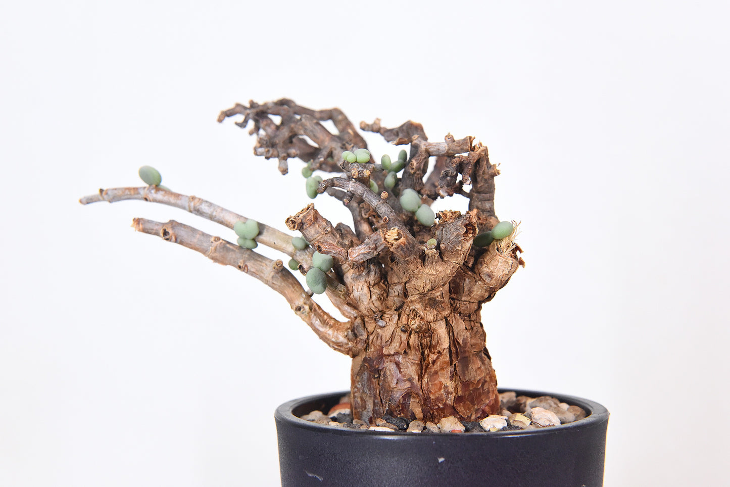 原產延壽城Ceraria pygmaea #6