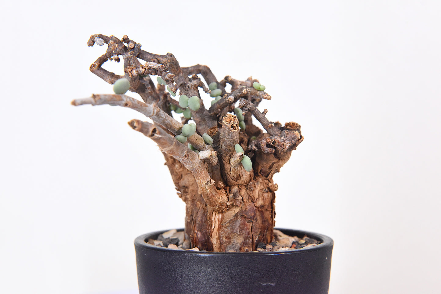 原產延壽城Ceraria pygmaea #6